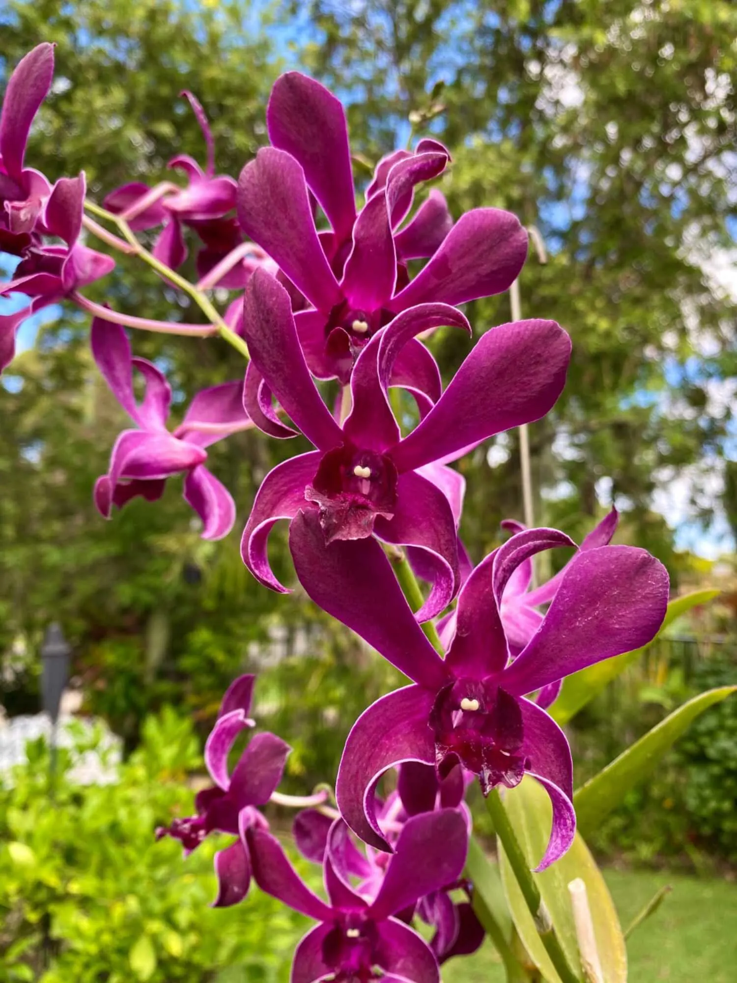 Dendrobium Ceasar Red
