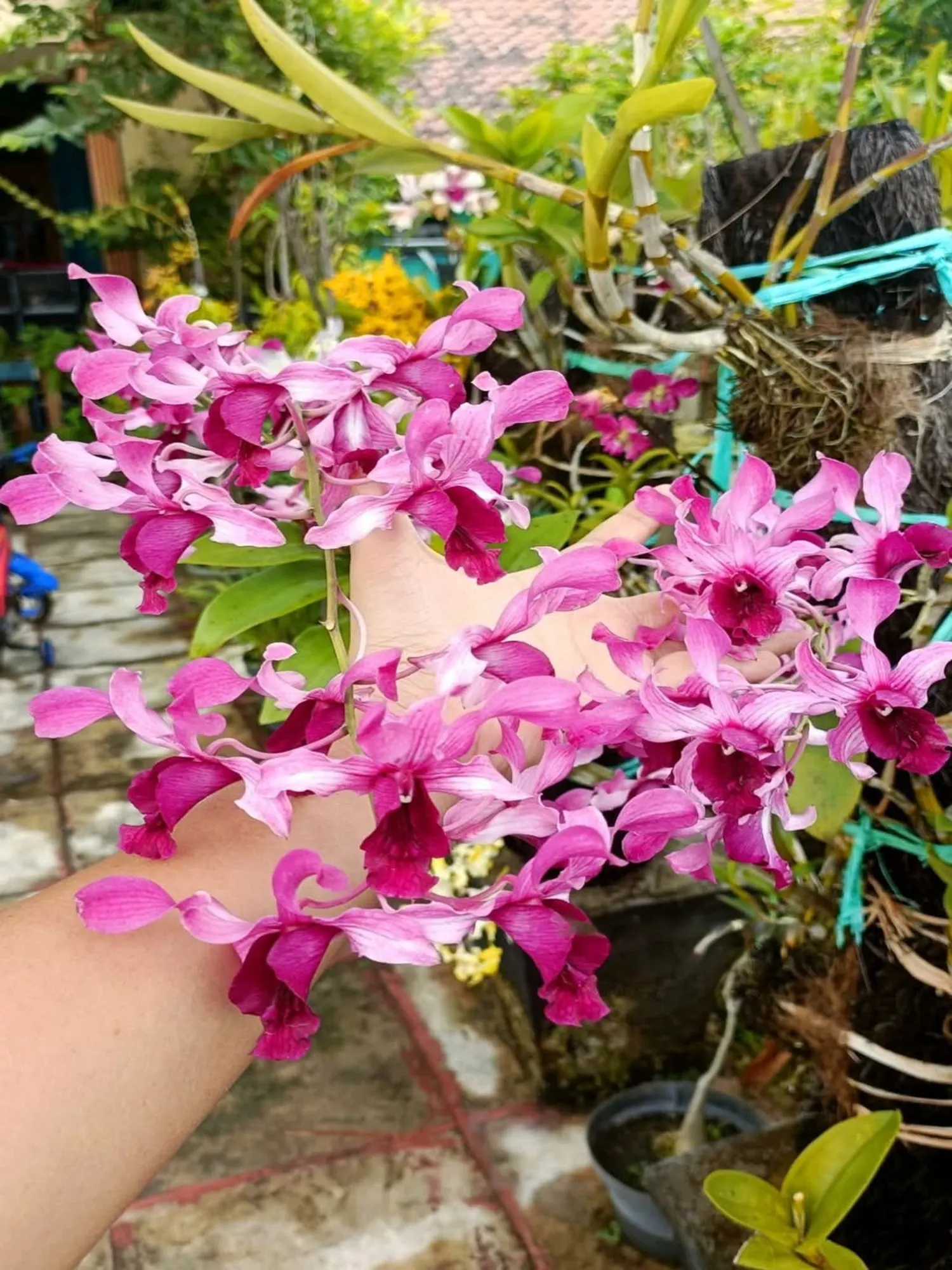 Dendrobium Serene Chang Red