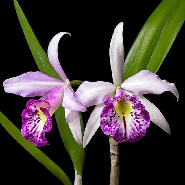 Cattleya Taiwan Big Lip