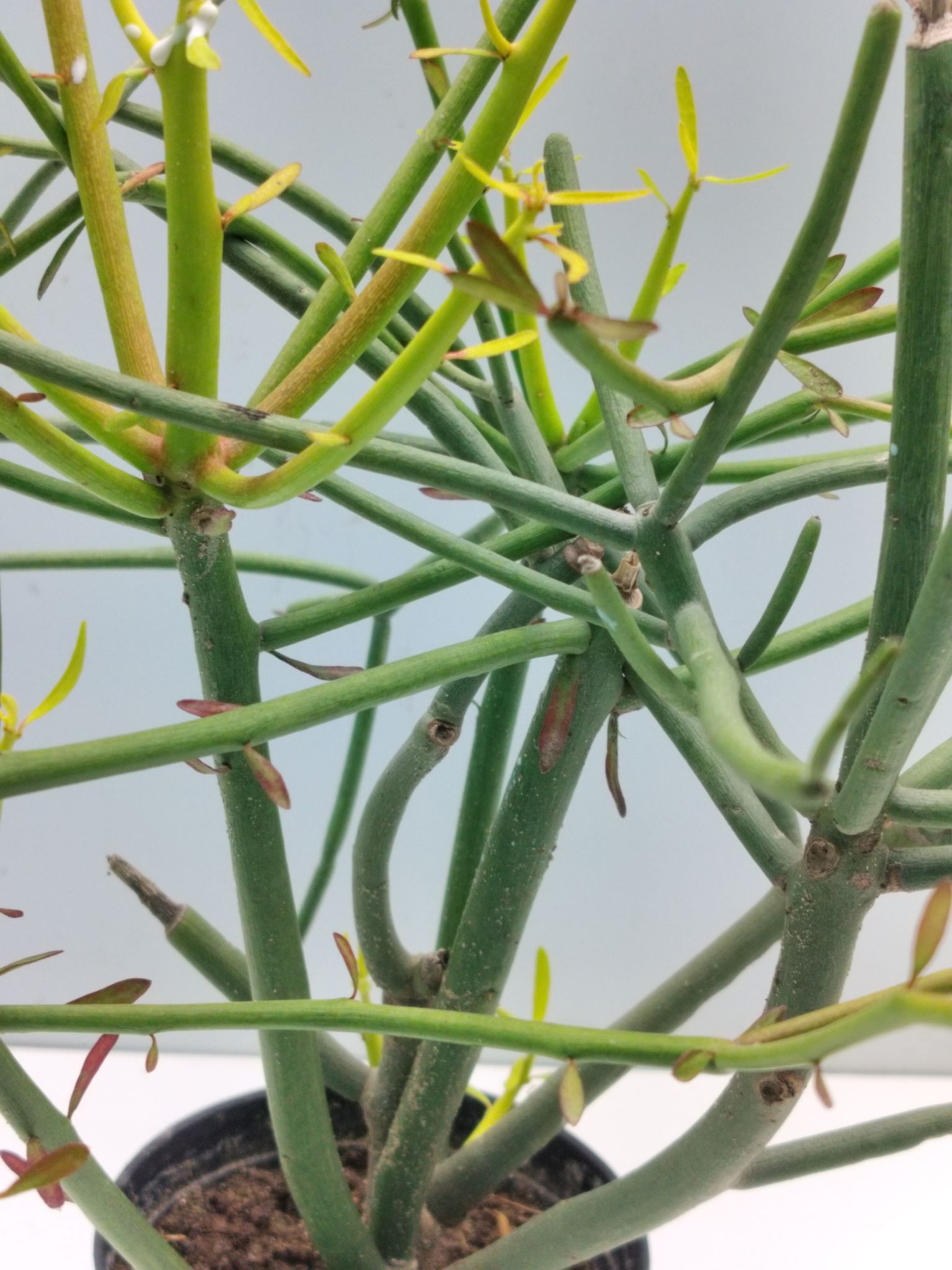 Pencil Cactus Bare Rooted Plant