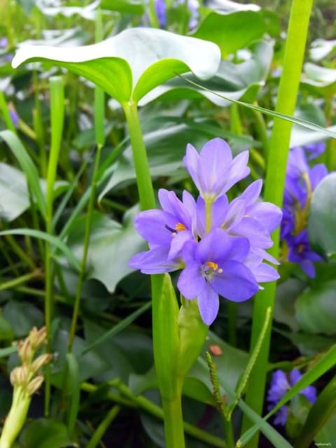Indivara - Nilotpala - Kuvalaya - Karimkoovalam - Monochoria Vaginalis