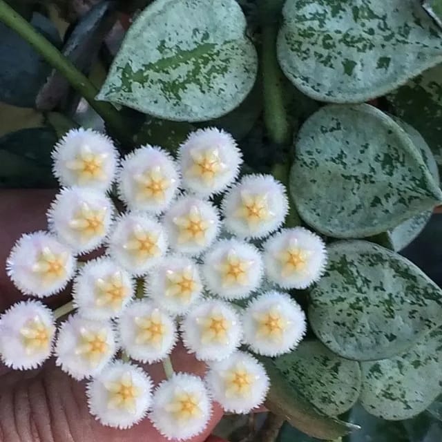 Hoya Krohniana Eskimo