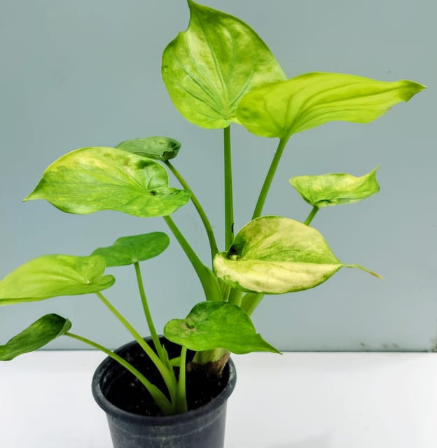 Alocasia Cucullata Elegant Indoor Foliage with Heart Shape Leaves