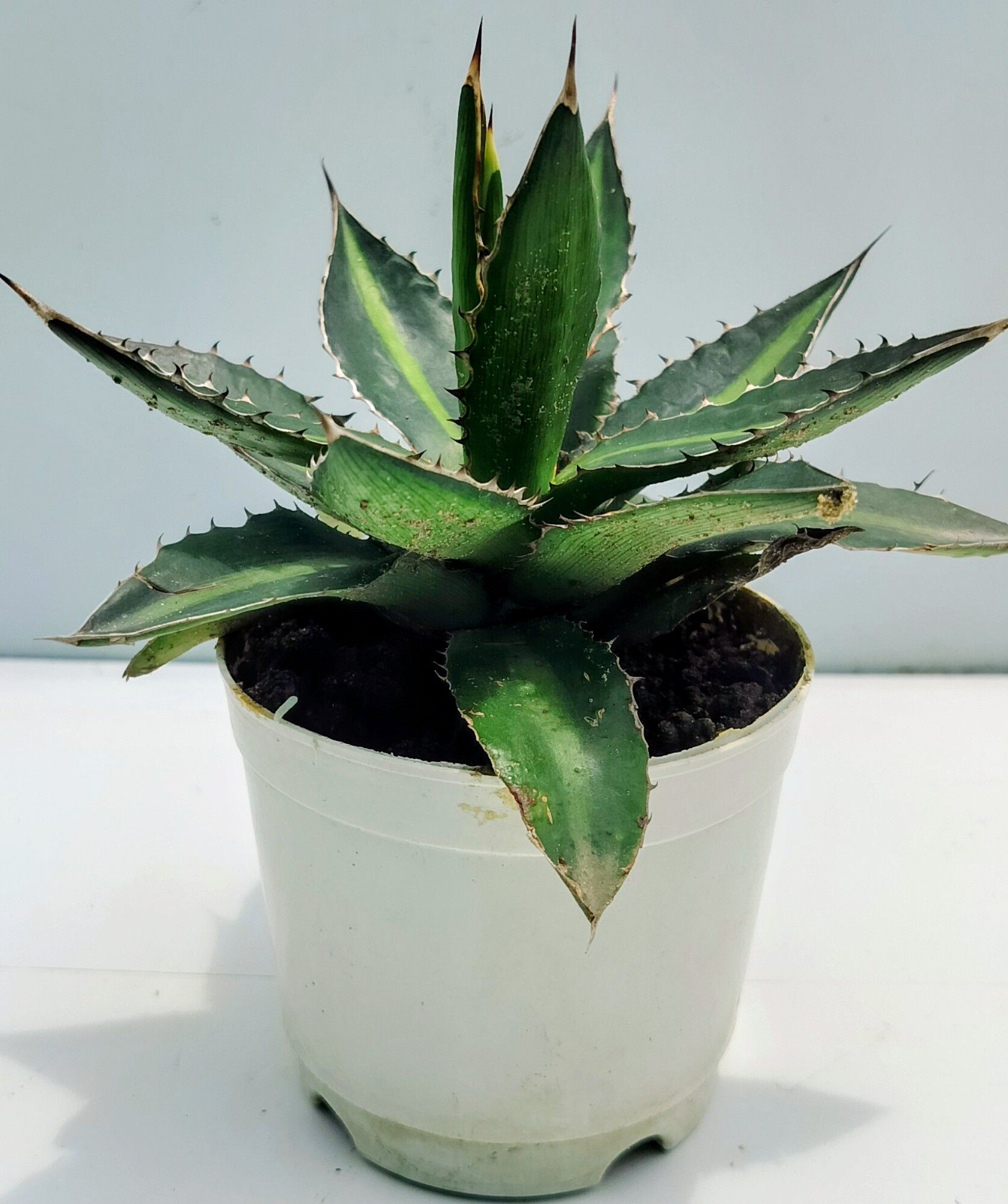 Rare Agave lophanta Splendida Plant