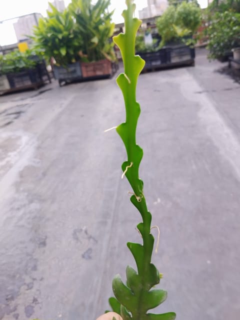 Fishbone Cactus