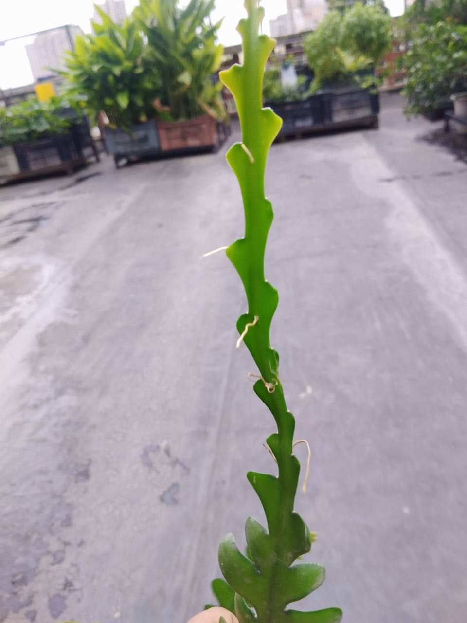 Fishbone Cactus