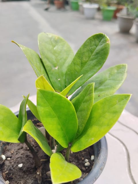 ZZ Plant Green