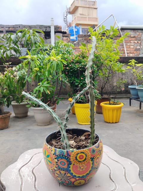 Cactus Euphorbia Glochidiata