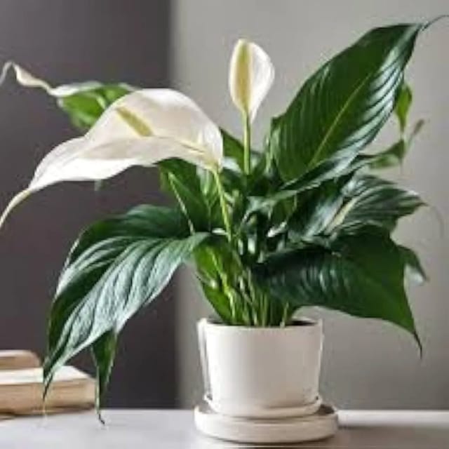 Peace Lilly