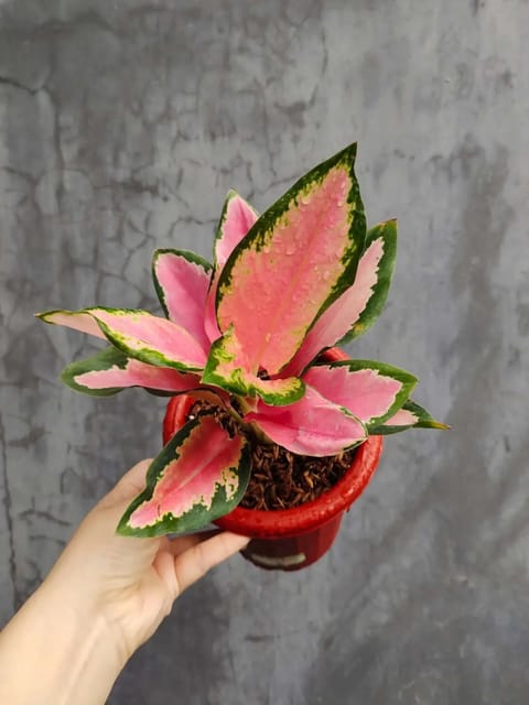 Aglaonema Angel Wings