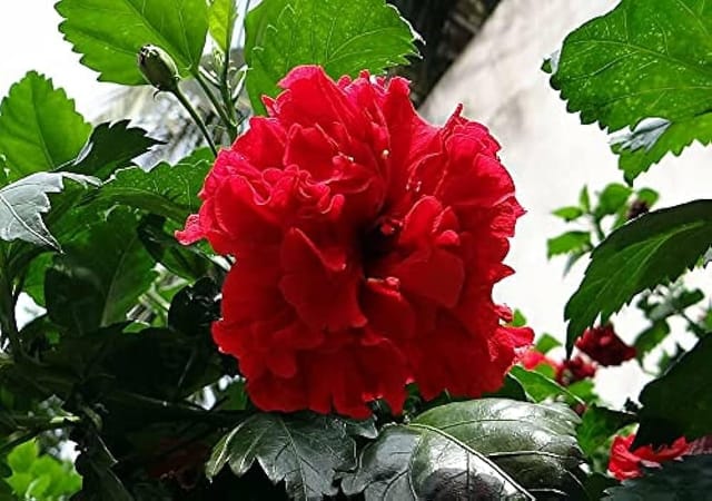 Double Petal Hibiscus Flower Plant (Red)