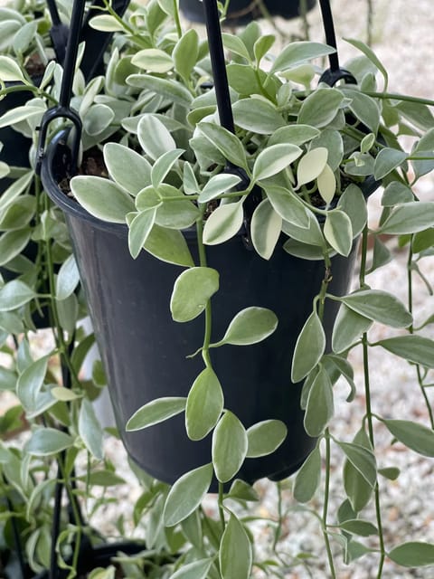 Dischidia Oiantha Variegata