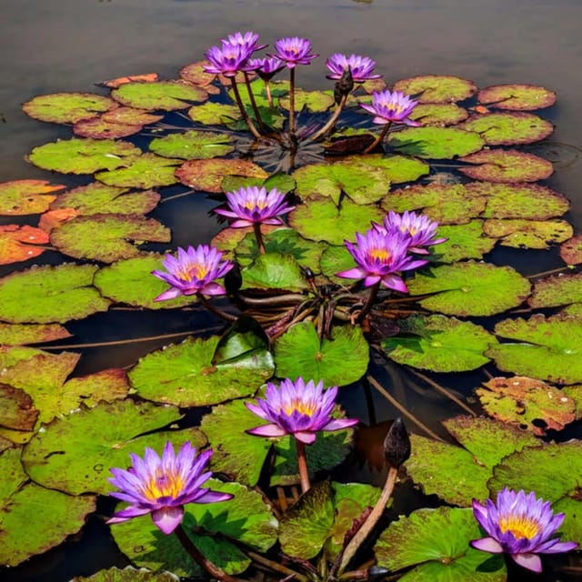 Assorted Tropical Waterlilies 5 Colour Combo