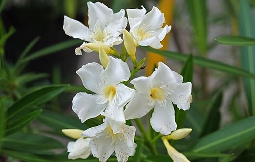 White Kaner Plant