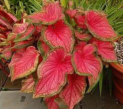 Caladium (Red) Plant