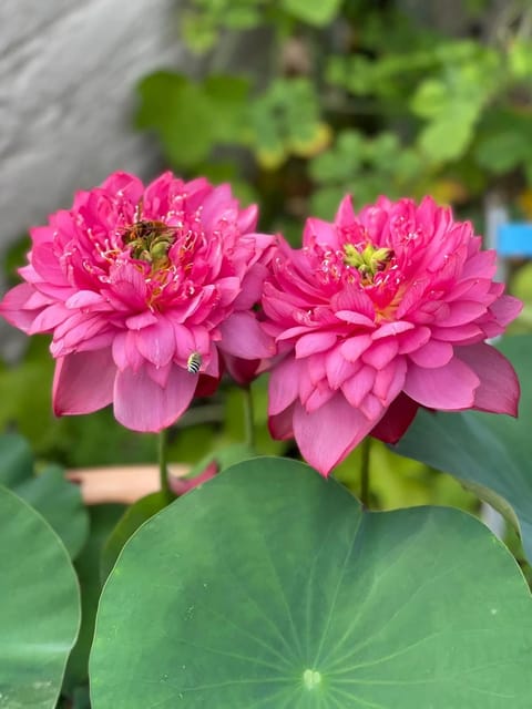 Bowl Lotus Lively Jewel Tuber