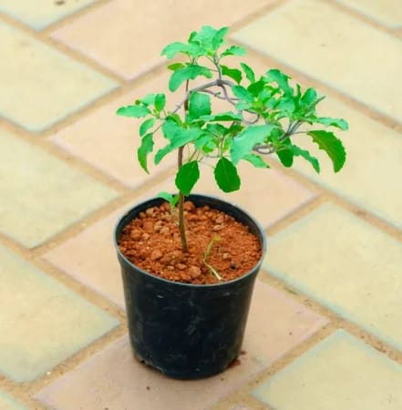Tulas Plant