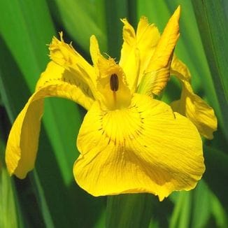 Irish Plant (Yellow)