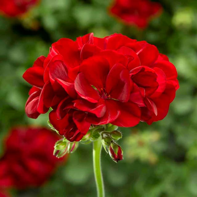 Geranium (Red) Plant