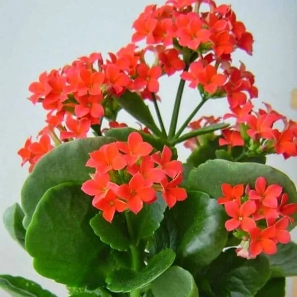 Kalanchoe (Orenge) Plant