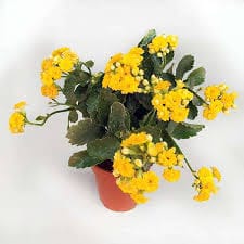 Kalanchoe(Yellow) Plant