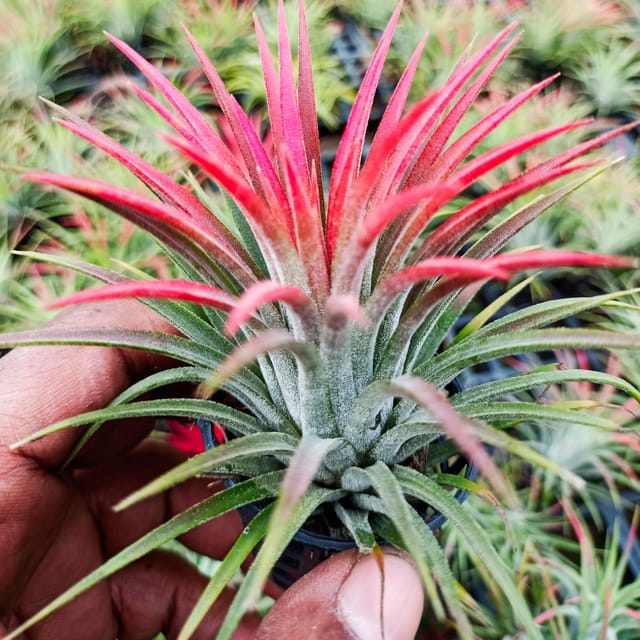 TILLANDSIA AIR PLANTS (PACK OF 4)