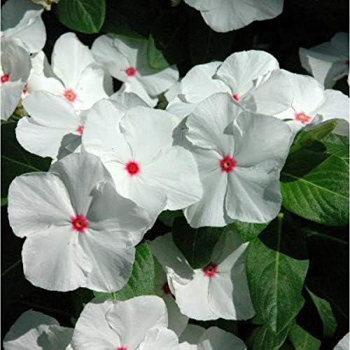 Vinka/Vinca Periwinkle (White & Red)  Plant