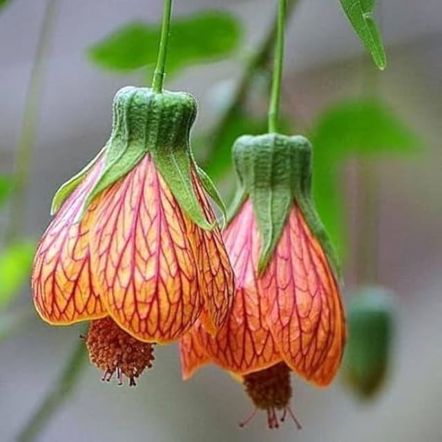 Organic Rare Lantern Hibiscus (Orange) Plant