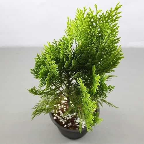 Vidya (Morpankhi) Plant