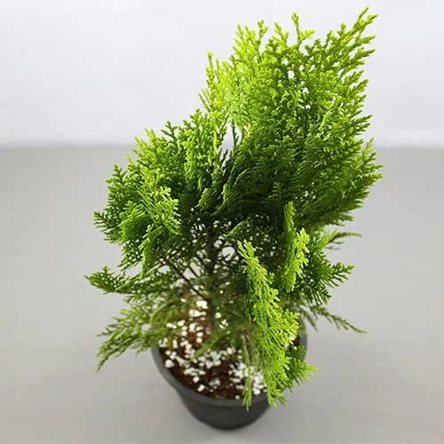 Vidya (Morpankhi) Plant