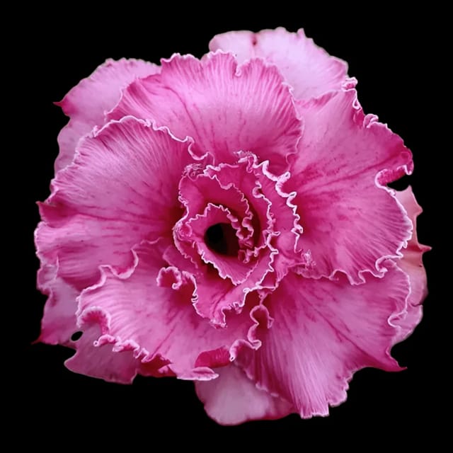 Adenium Rosy Super Pink