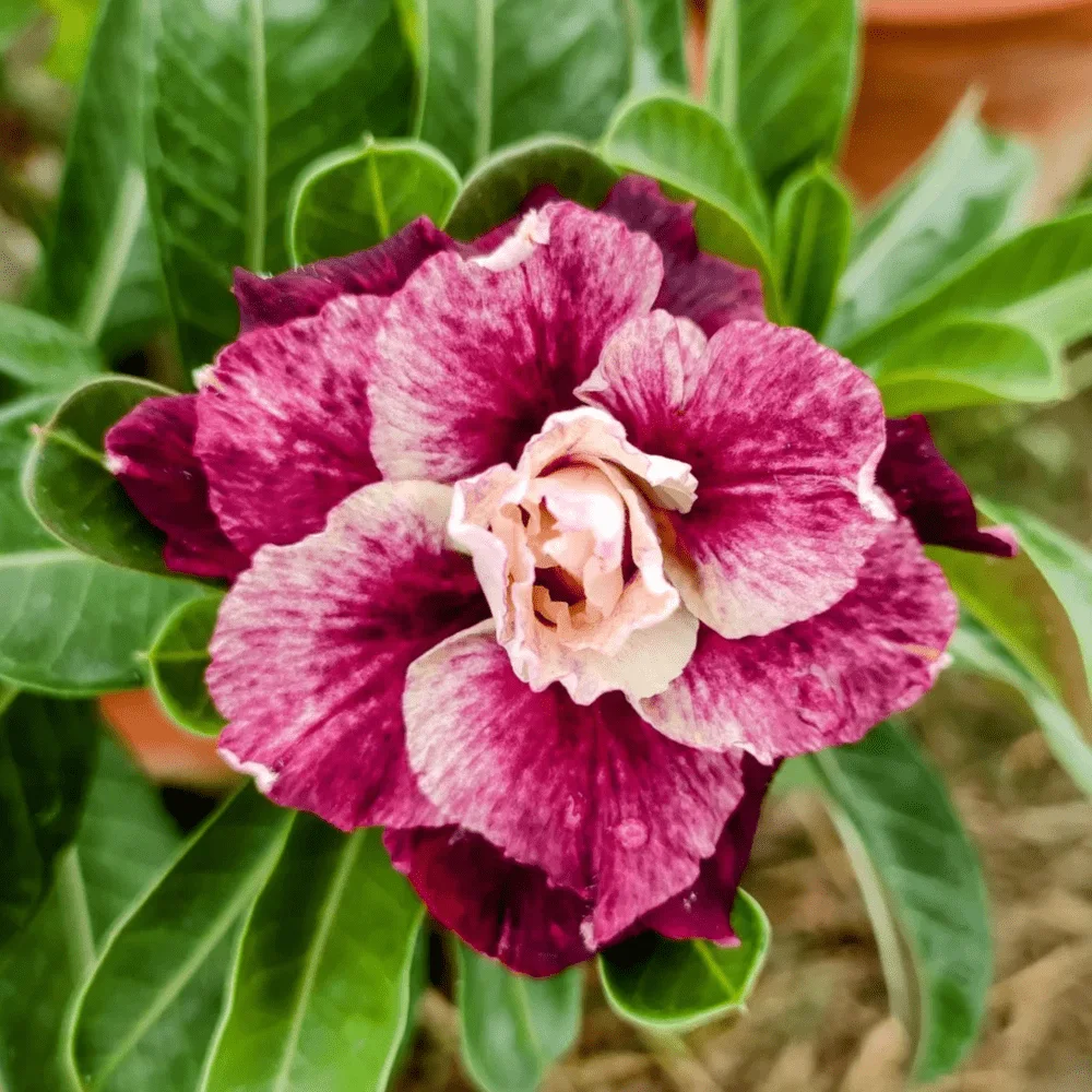 Adenium Rosy Sissy
