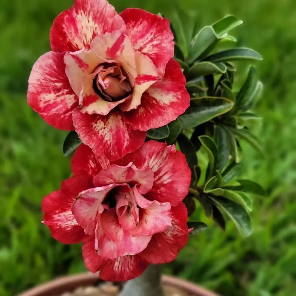 Adenium Rosy Julius Caesar