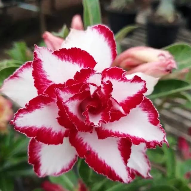 Adenium Rosy Ferrari