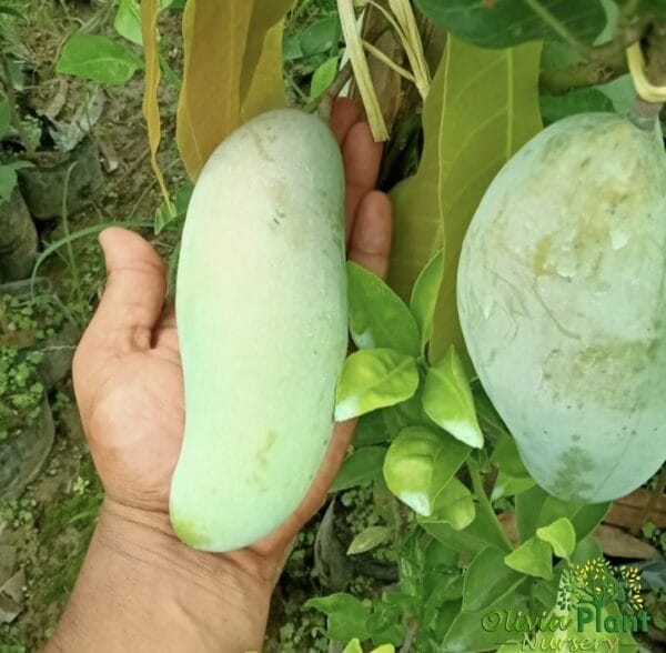 Thai banana Mango Tree/plant - (Grafted)