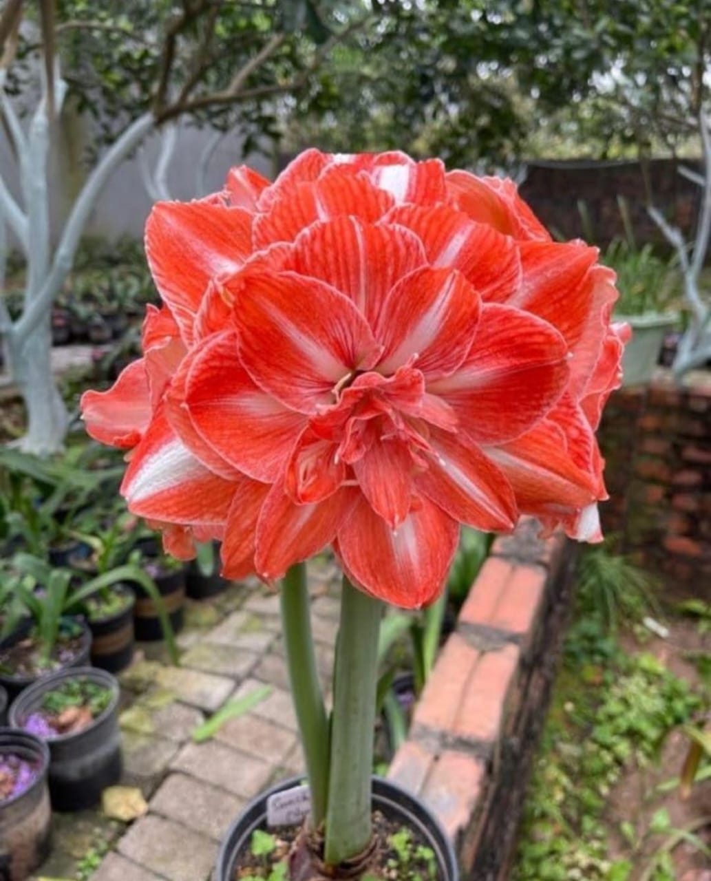 Amaryllis Double Petal Flower Pack of 1