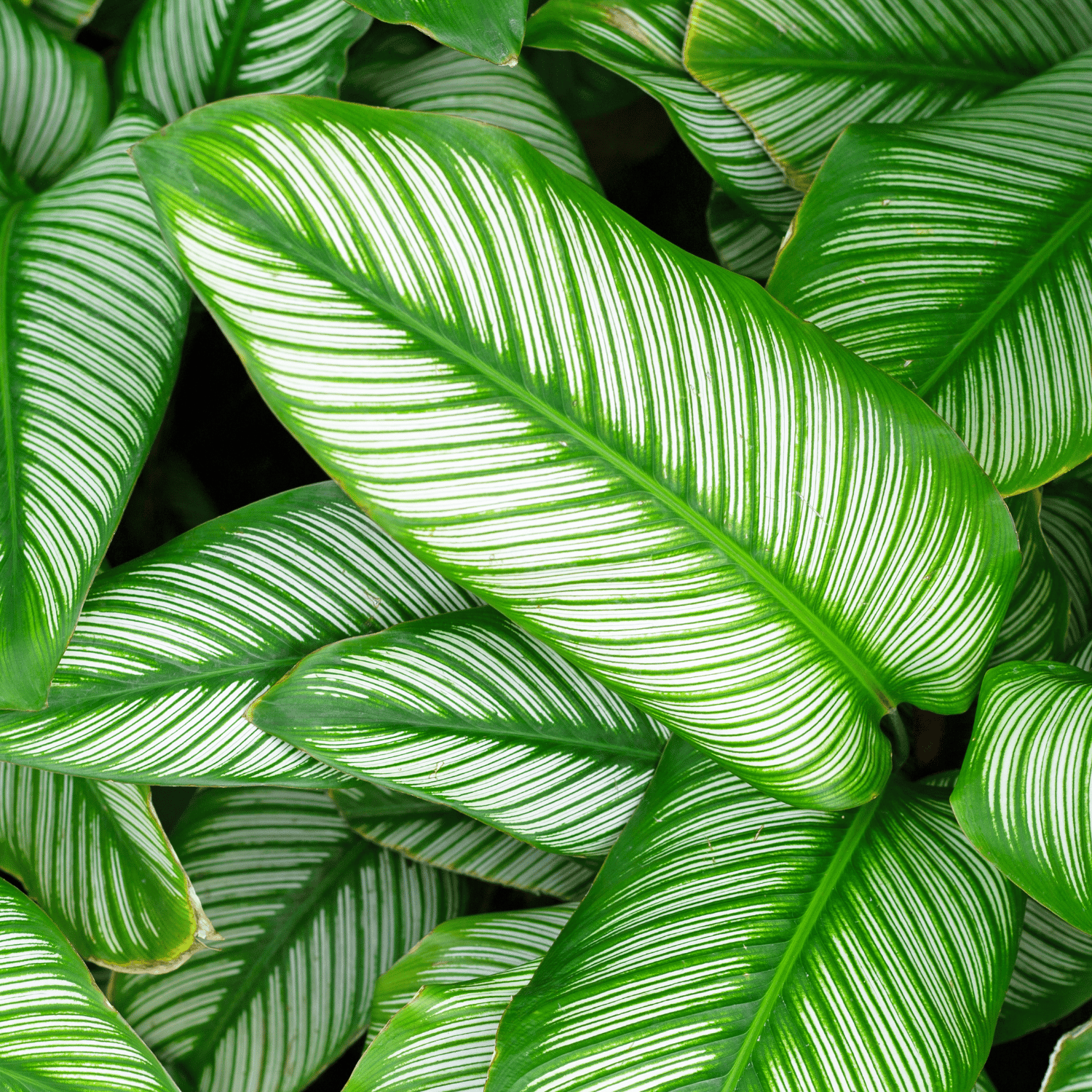 White Pin-Strip Calathea  Indoor Plant - (Pot Not Included)