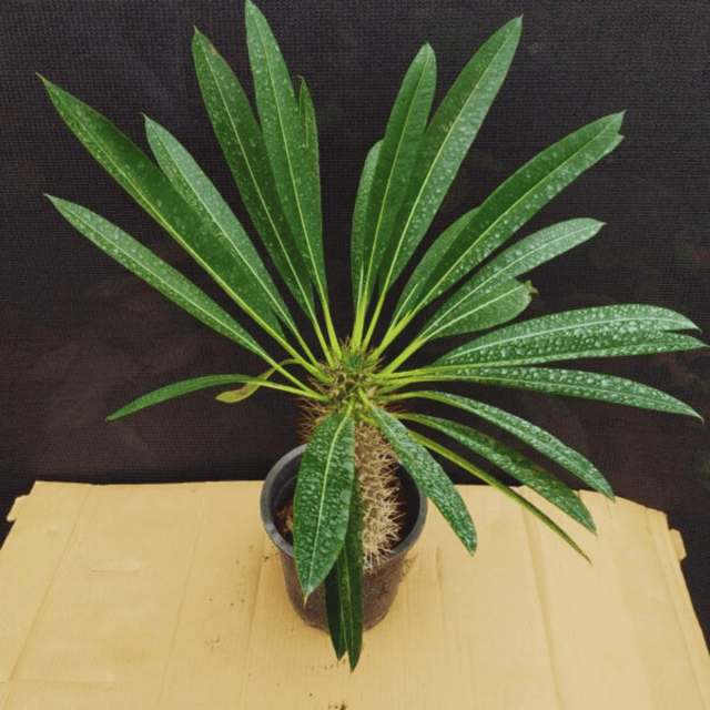 Pachypodium Lamerei / Madagascar palm  Plant-(Pot Not Included)