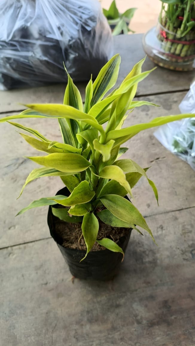 Golden Lucky Bamboo Plant