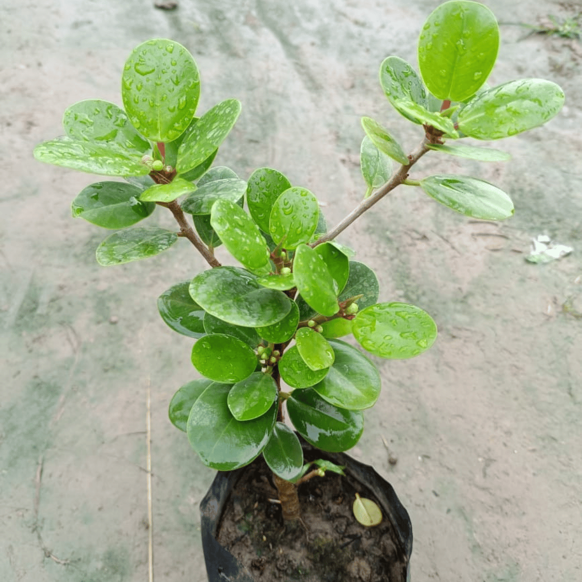 China Bot Bonsai Plant