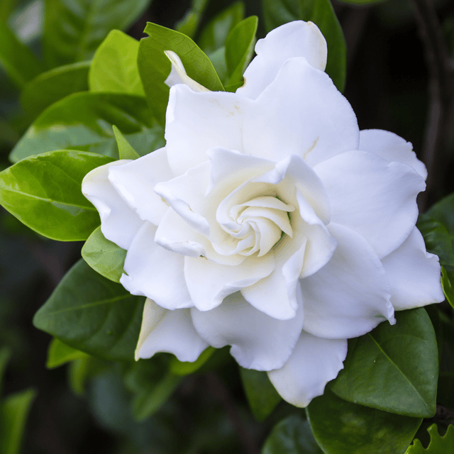 Gondhoraj/Cape Jasmine Flower Plant (Gardenia jasminoides) Gondhoraj/Cape Jasmine Flower Plant (Gardenia jasminoides)