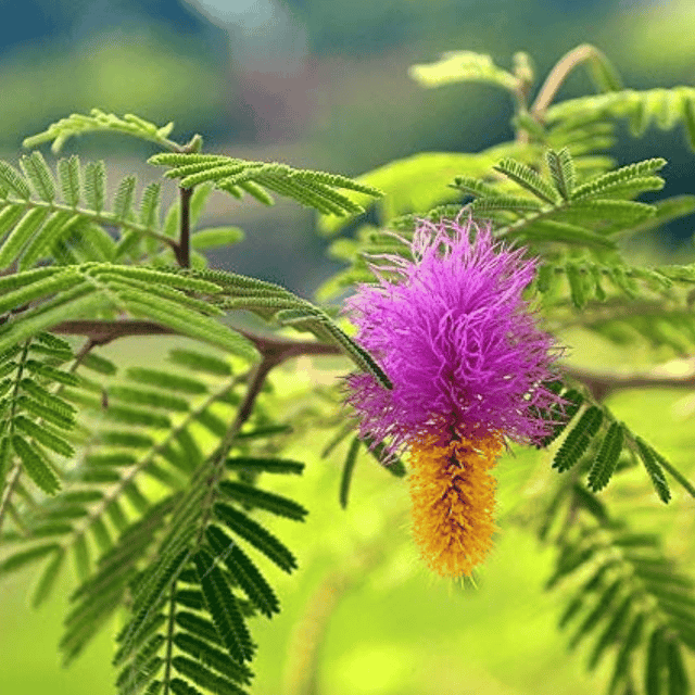 Shami / Prosopis Cineraria Holy Flower  plant