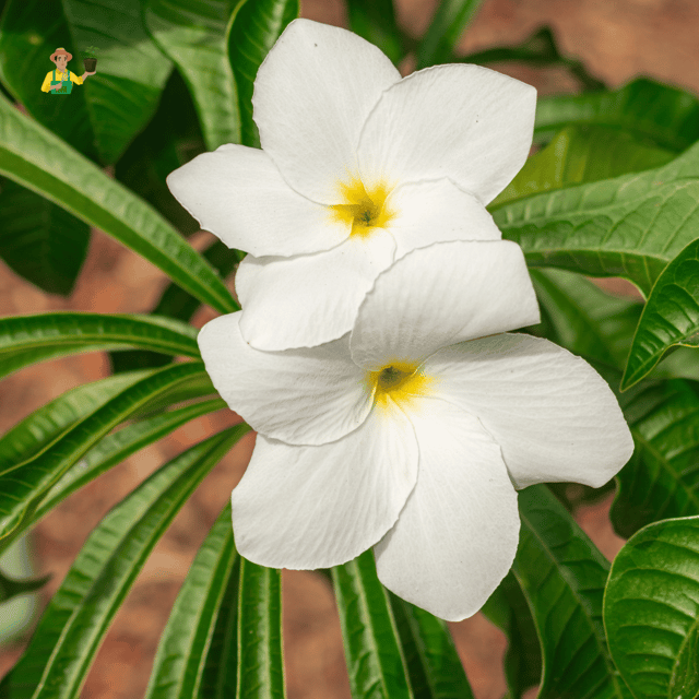 Naag Champa All time flowering  Plant (Plumeria Pudica)