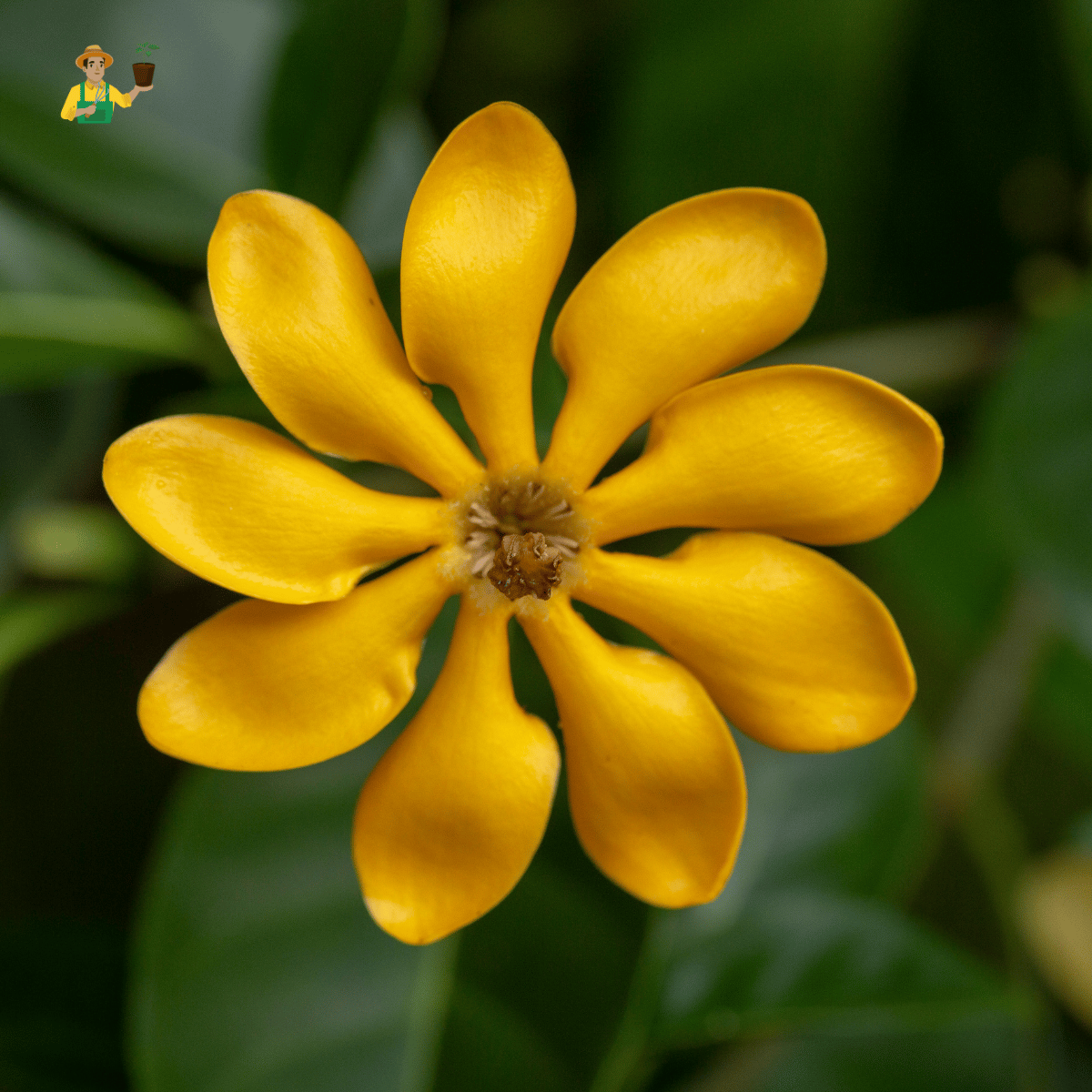 Golden Gardenia/Gandharaj Yellow Fragrant All Time Flowering Plant