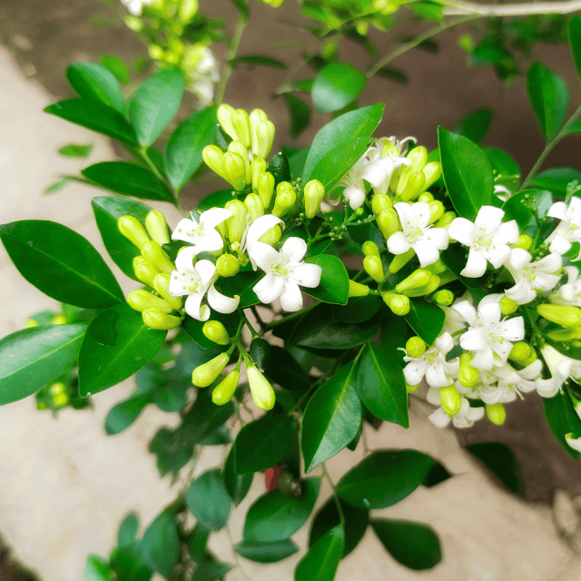 Madhu Kamini Flower Plant ( Pot Not included )