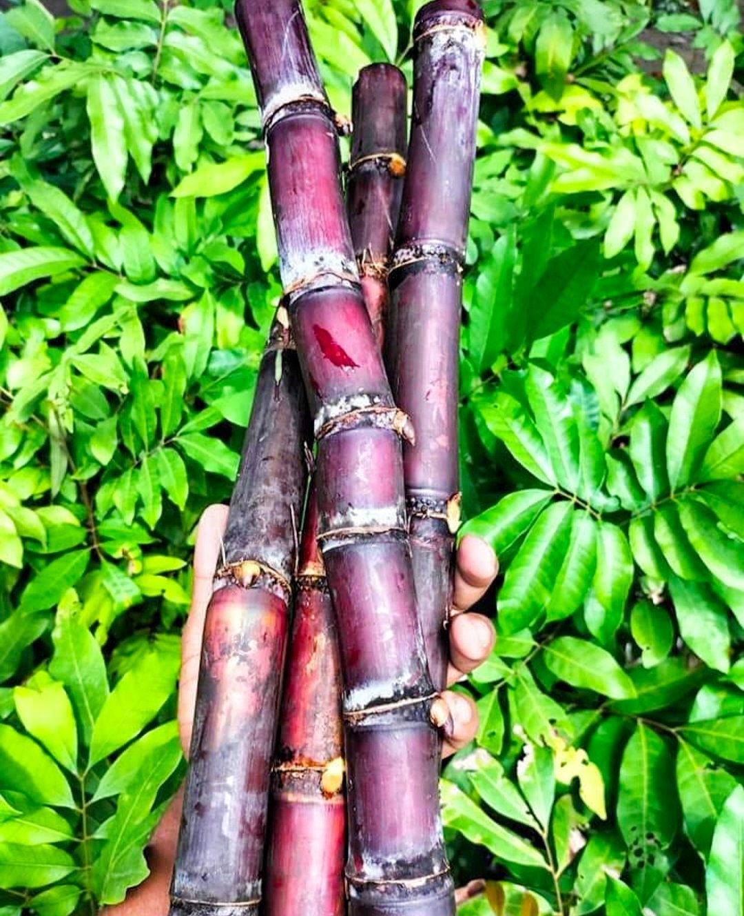 Philippines Black Sugarcane Plant & Tree (Grafted)