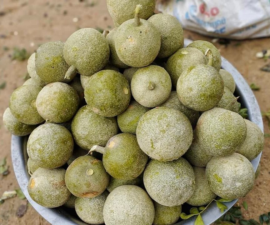 Wood Apple (Kathbel) Fruit Plant (Grafted)