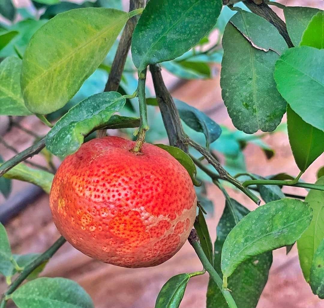 Red Pati Lemon Fruit Plant & Tree (Grafted)