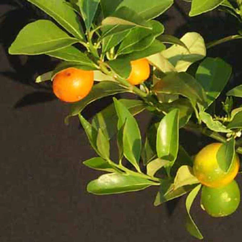 Ornamental/ Kumquat Lemon Fruit Plant & Tree (Grafted)