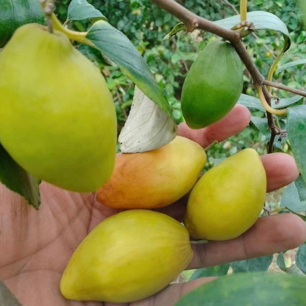 Ber (Rear) Fruit Plant & Tree (Grafted)